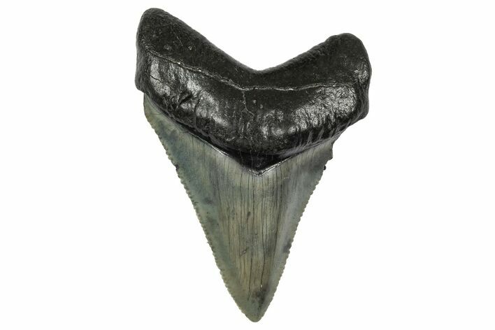 Serrated, Juvenile Megalodon Tooth - South Carolina #340551